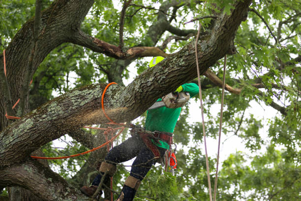 How Our Tree Care Process Works  in  Wenatchee, WA