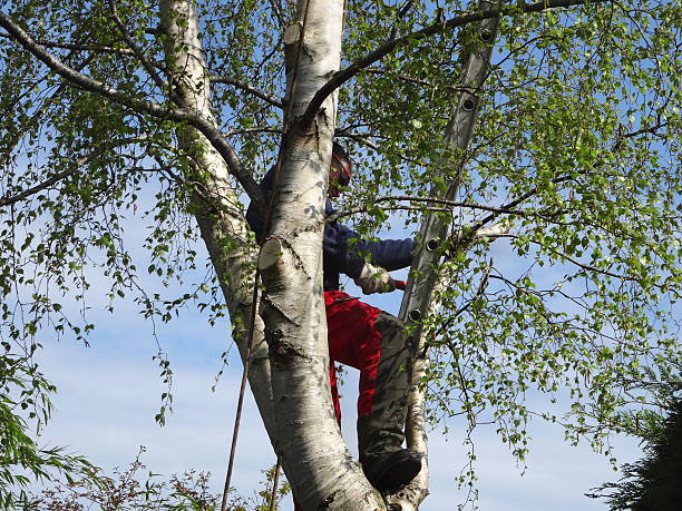 Lawn Watering Services in Wenatchee, WA